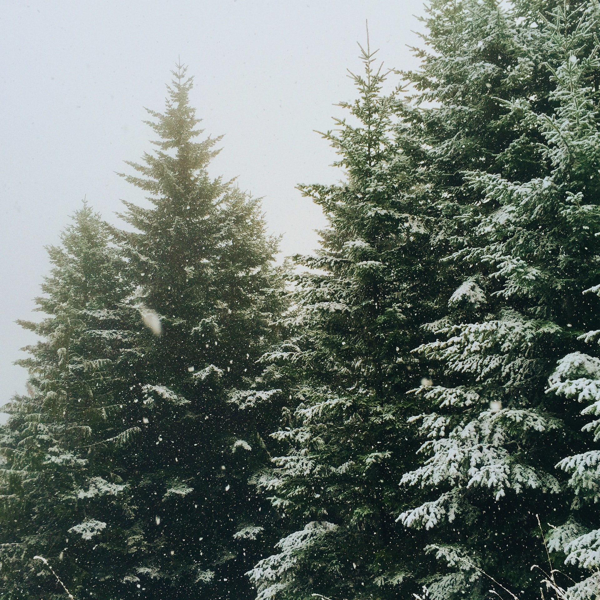 Trees with snow